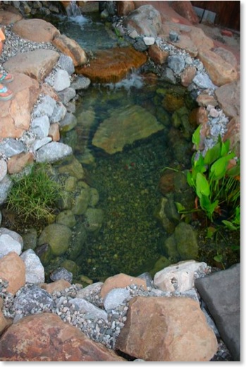 This pond is about 600 gallons and contains fish and tadpoles.