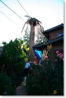 The palm tree right before it was removed.