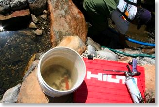 As Cesar catches the fish, he puts them in a bucket for transport to the trash can.