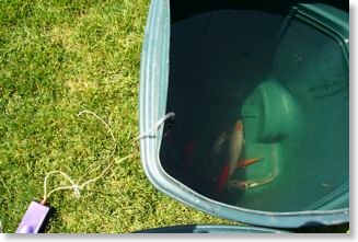 The koi were placed in a trash can for temporary housing.