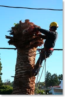 The tree trimmer is getting readt o cut the top off the palm tree.