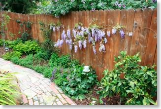 The wisteria is in full bloom along the back fence. It compliments the Arts and Crafts style brick path.